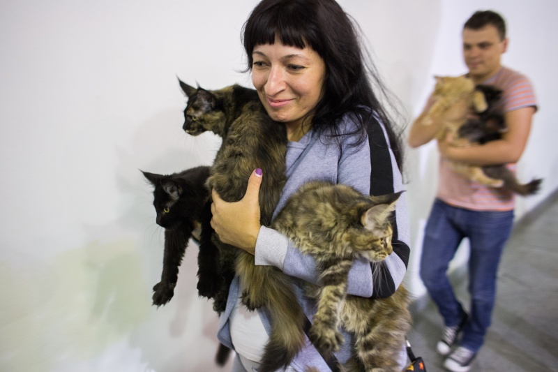 &quot;Зважений і пухнастий&quot;: кот Кекс выиграл битву гигантов на выставке в Киеве